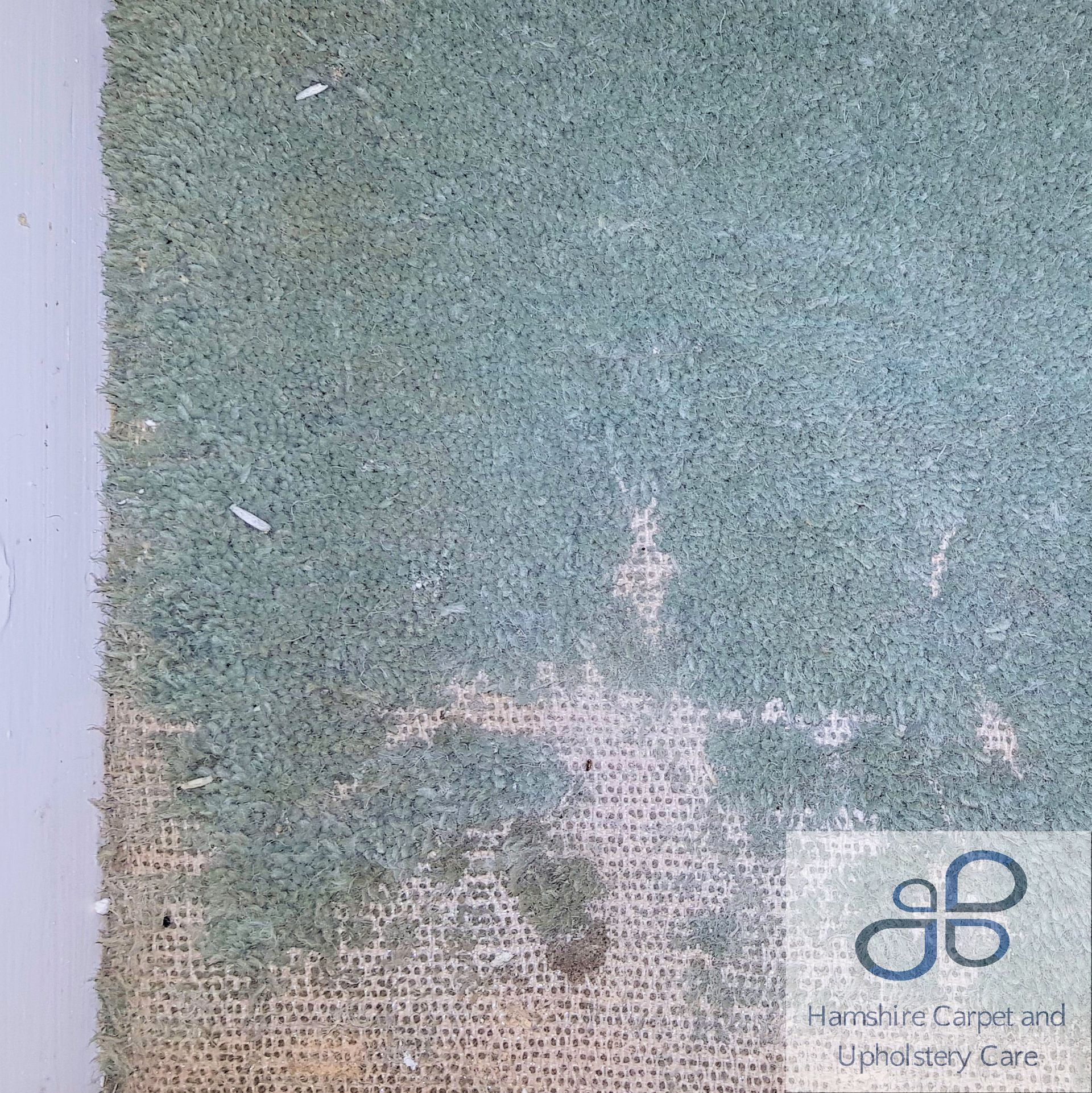 carpet moth treatment Chichester
