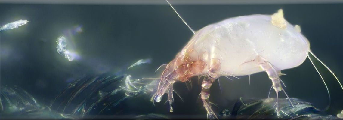 A close up of a white bug on a black background.