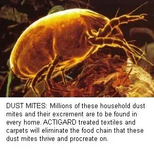 Dust Mite Southampton