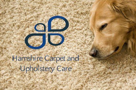 A dog is laying on a carpet next to a logo for hamshire carpet and upholstery care.
