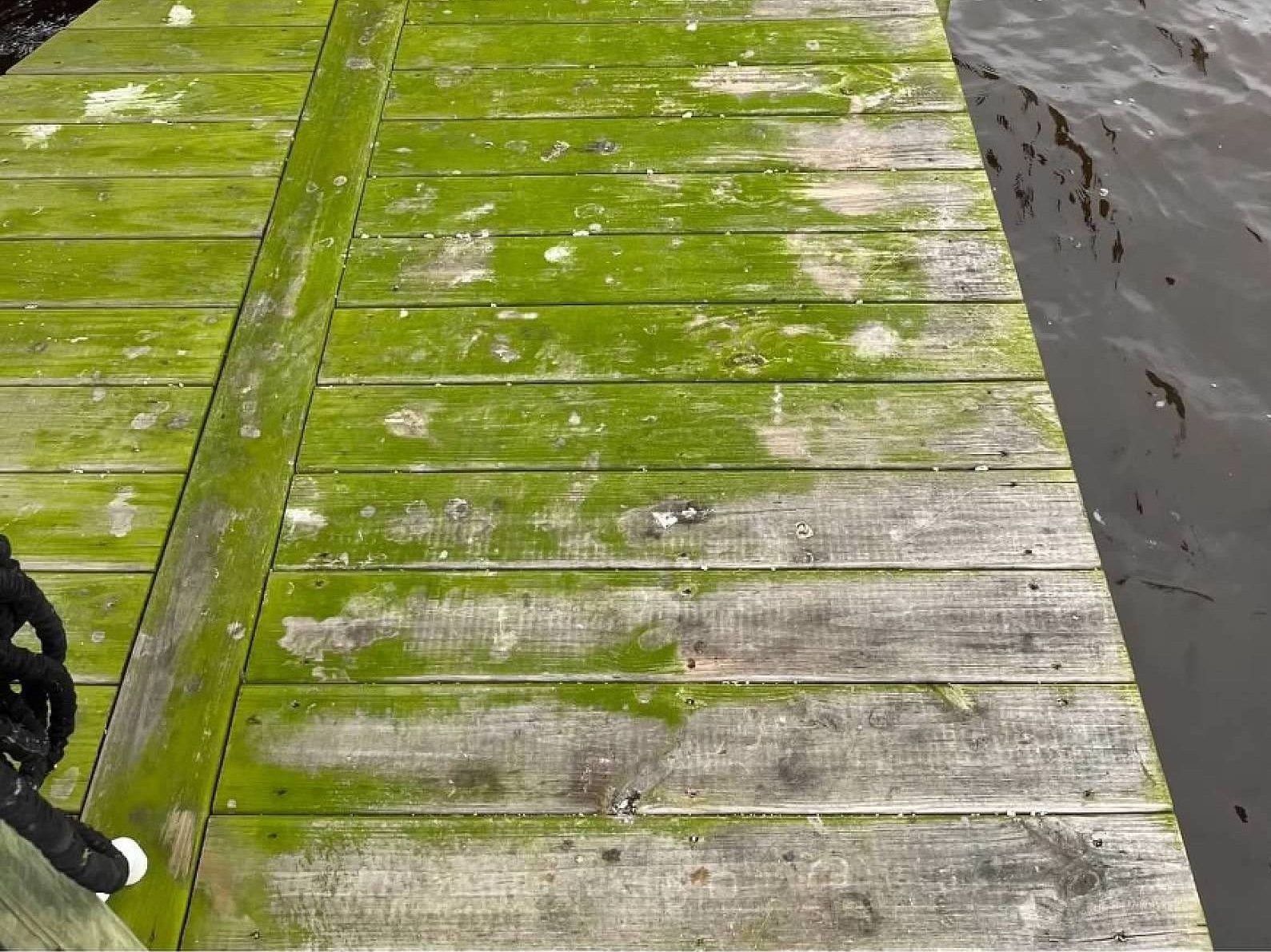 Wooden dock covered in green algae, next to dark water.