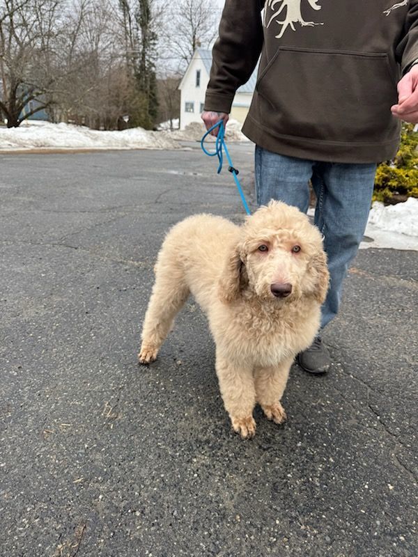 A white standard poodle puppy standing outside in Vermont