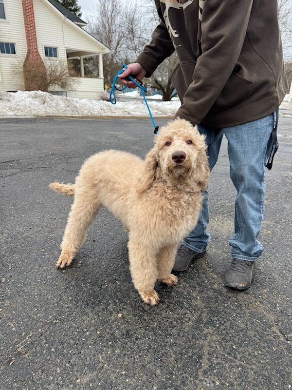 A white standard poodle puppy standing outside in Vermont with a person