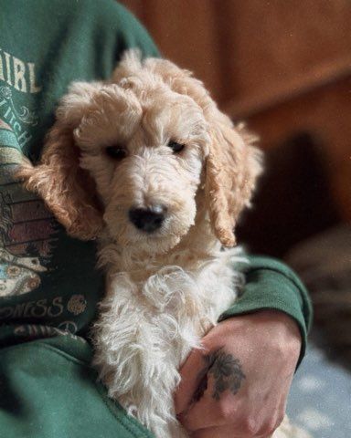 A brown standard poodle puppy on a person's lap