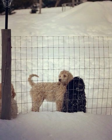 A black and white standard poodle puppy behind a fence