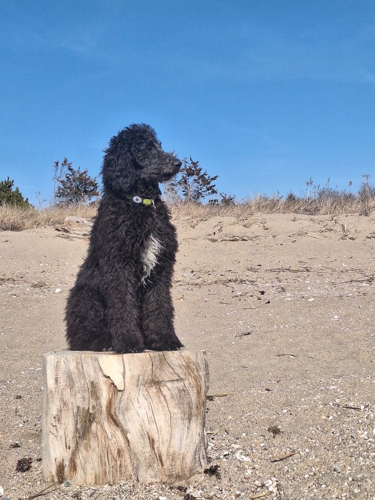 A black standard poodle sitting on a stump at the beach
