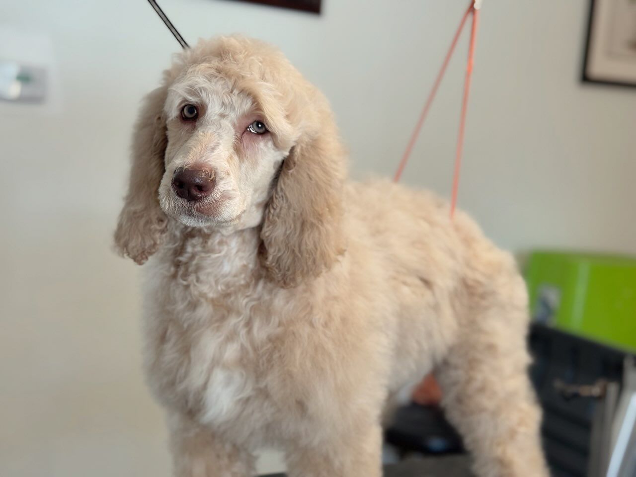 A white standard poodle