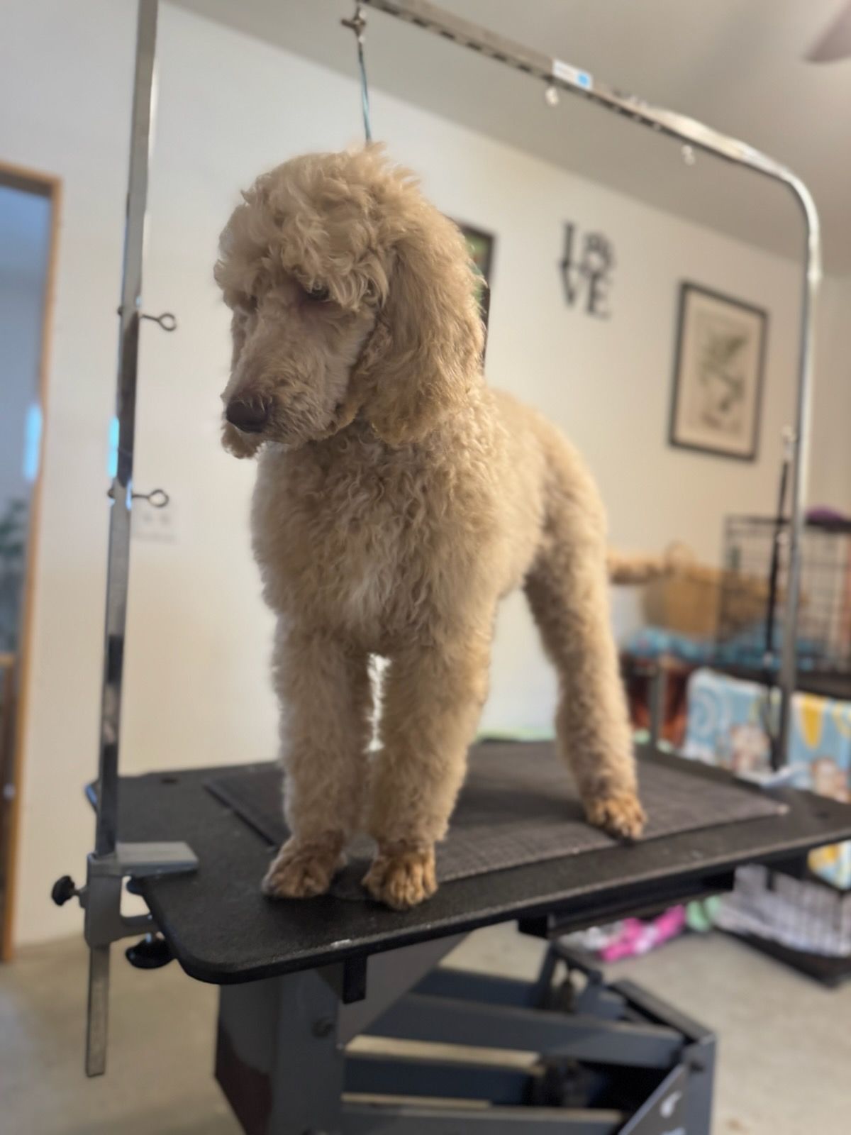 A white standard poodle puppy standing on a table