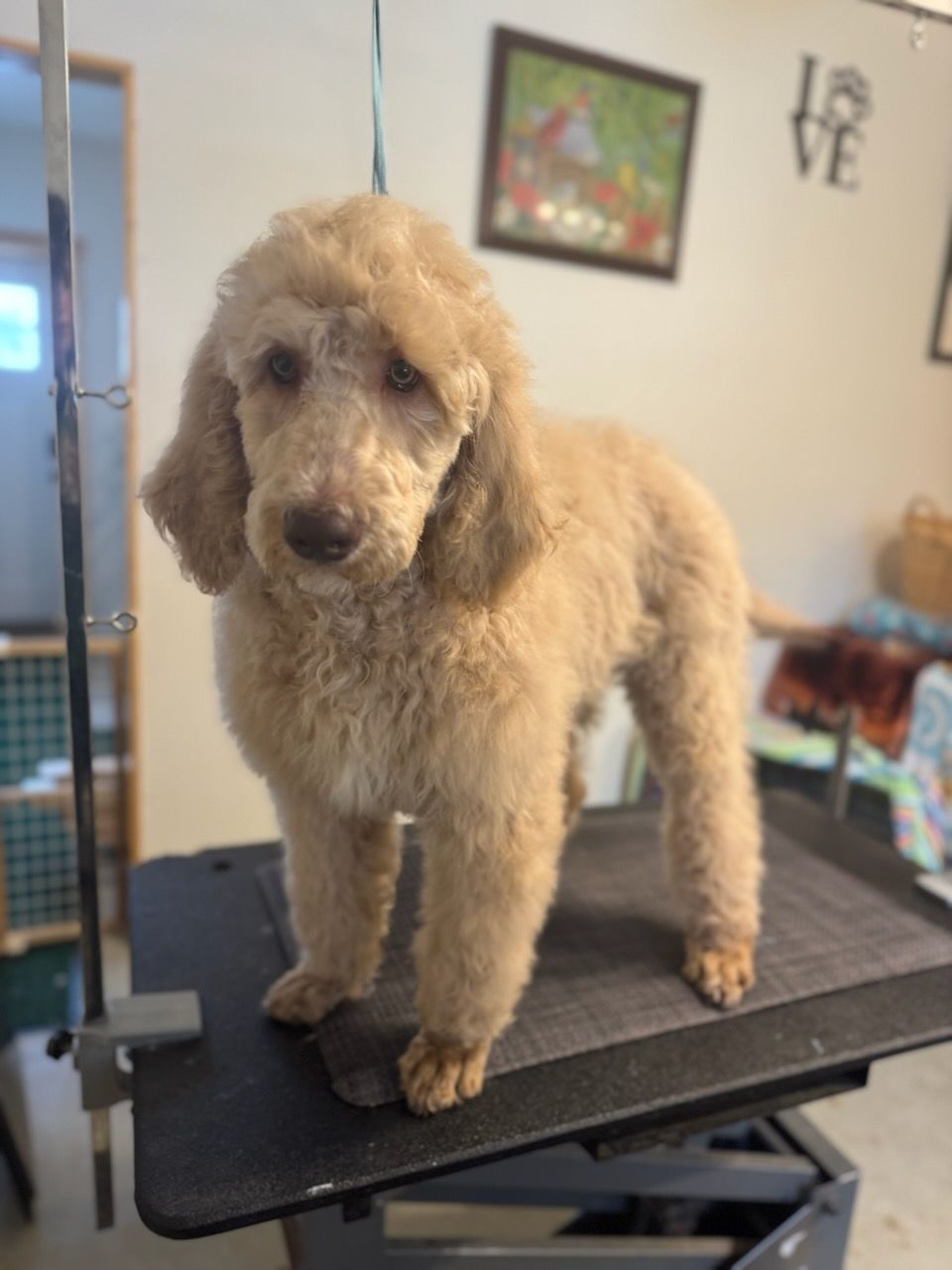 A white standard poodle puppy standing on a table