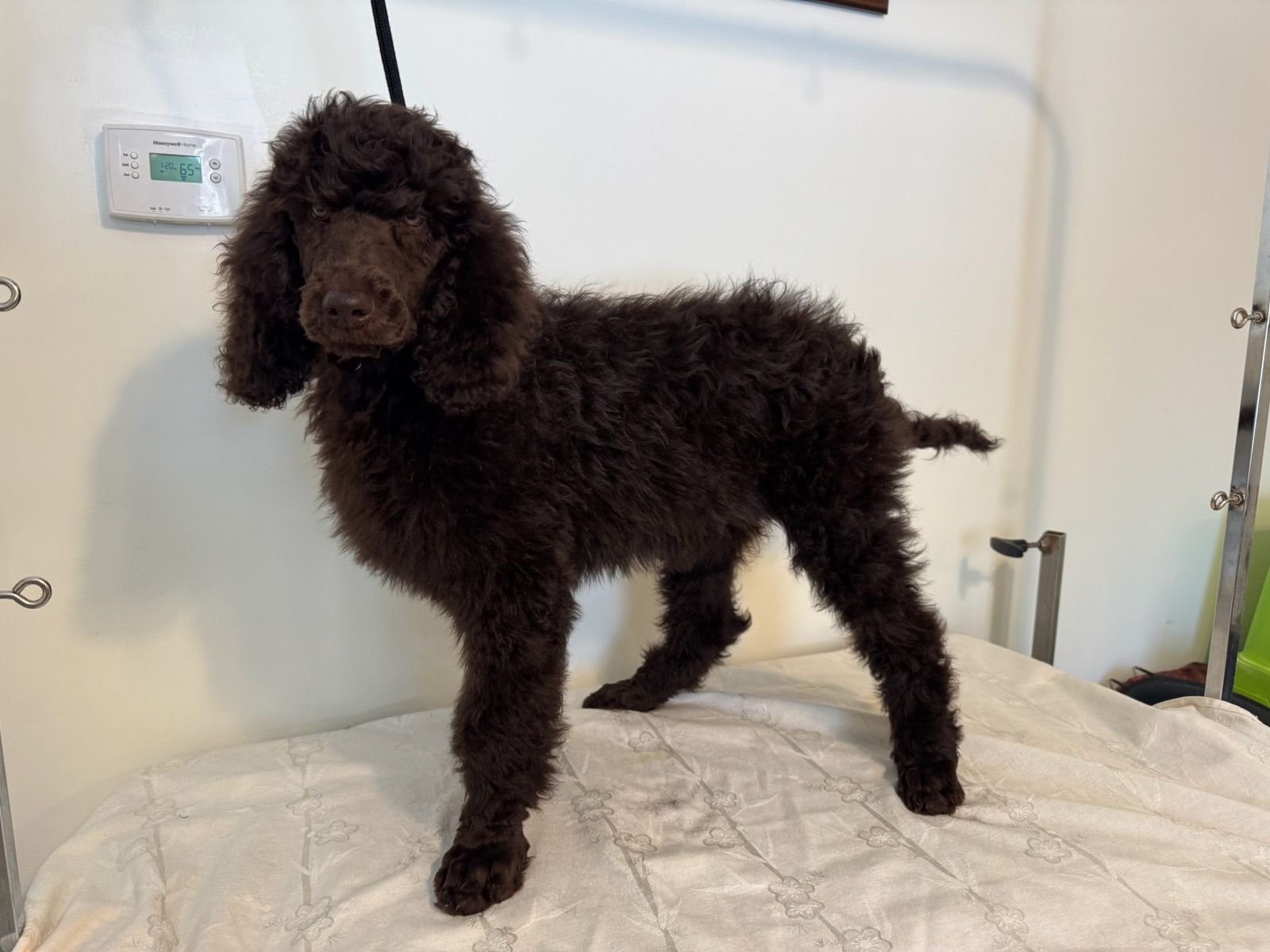 A black standard poodle standing on a bed
