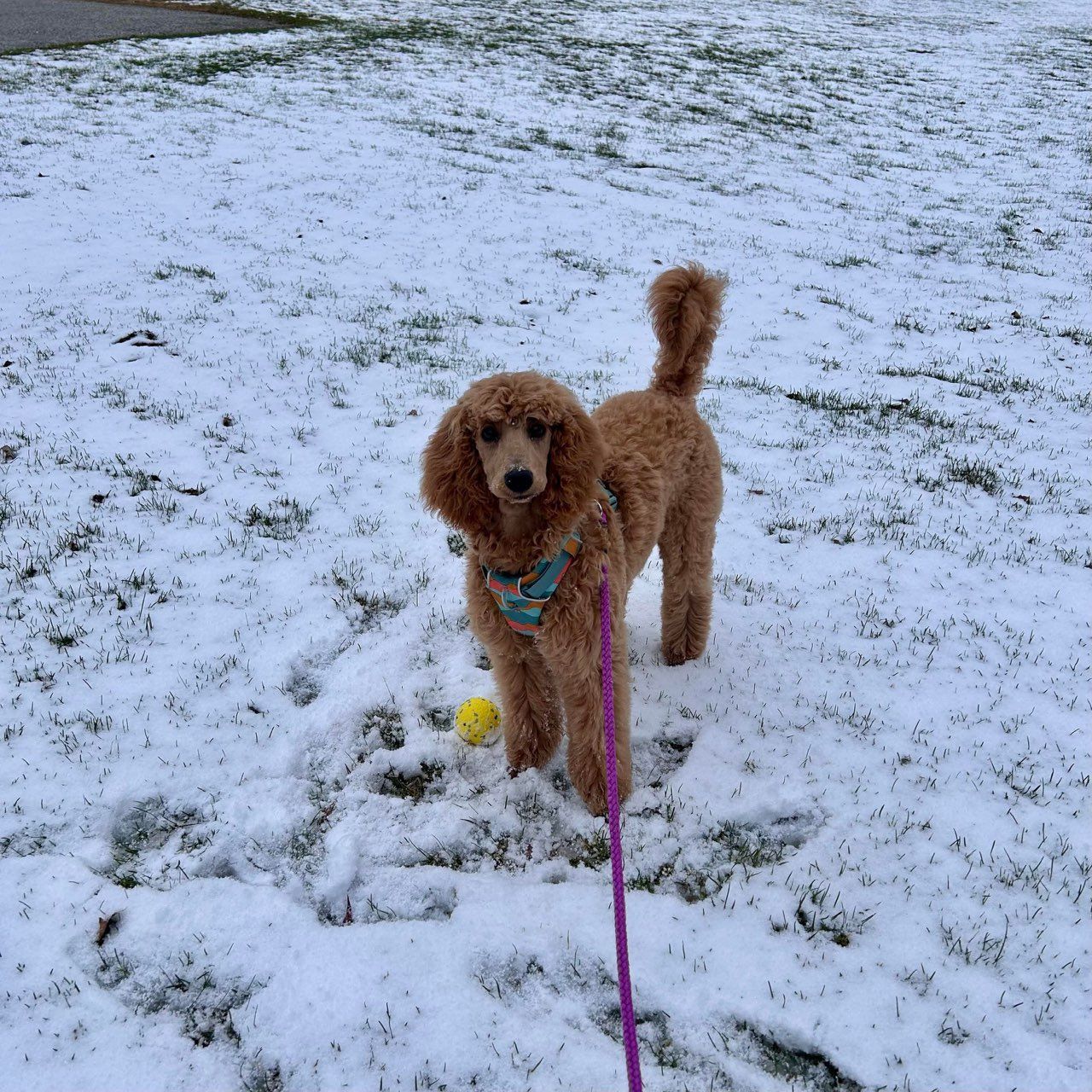 A brown standard poodle standing outside in the snow on a leash
