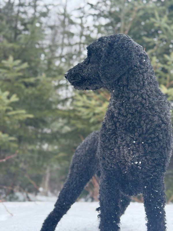 A black standard poodle standing outside in front of the woods