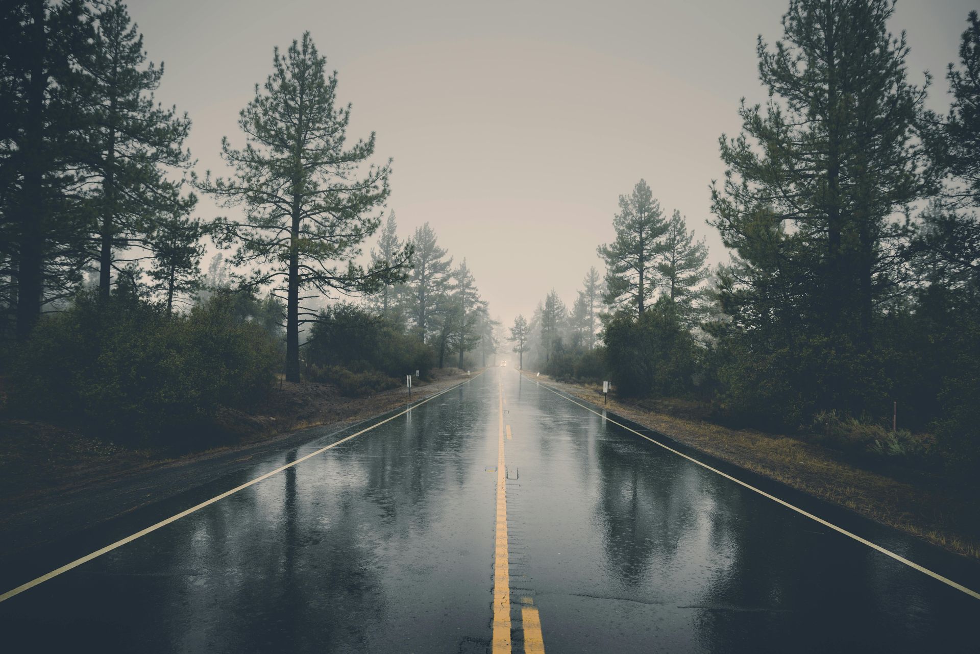 A wet road with trees on both sides on a foggy day