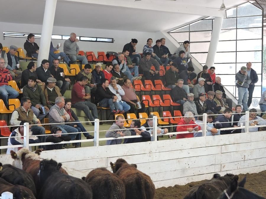 Una multitud de personas sentadas en las gradas viendo un espectáculo de caballos.