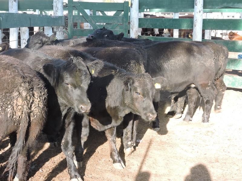 Una manada de vacas negras paradas una al lado de la otra en un corral.