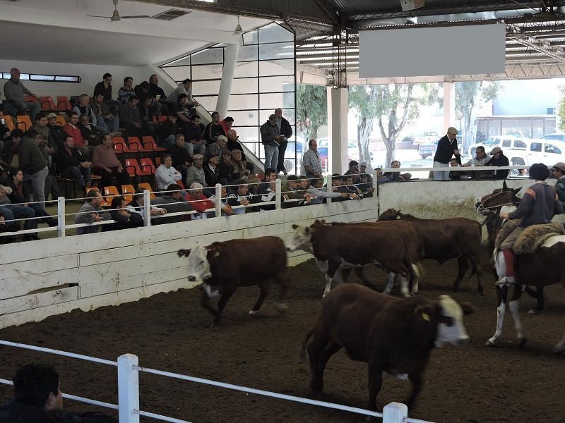 Un grupo de vacas camina en un área cercada frente a una multitud.