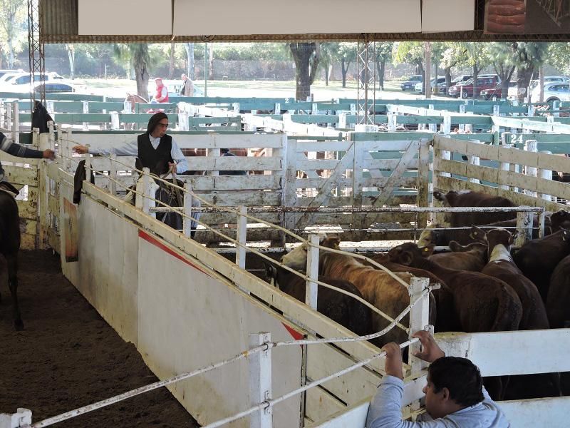 Un hombre está tomando una fotografía de una manada de ganado en un corral.