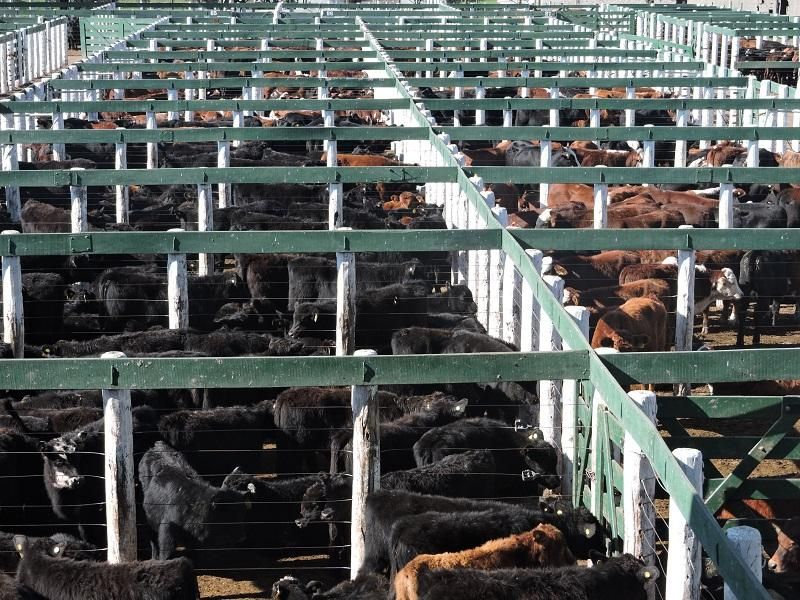 Una manada de ganado en un corral con una cerca verde.