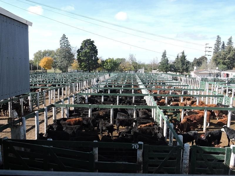 Una manada de ganado se encuentra parada en un corral en un área cercada.