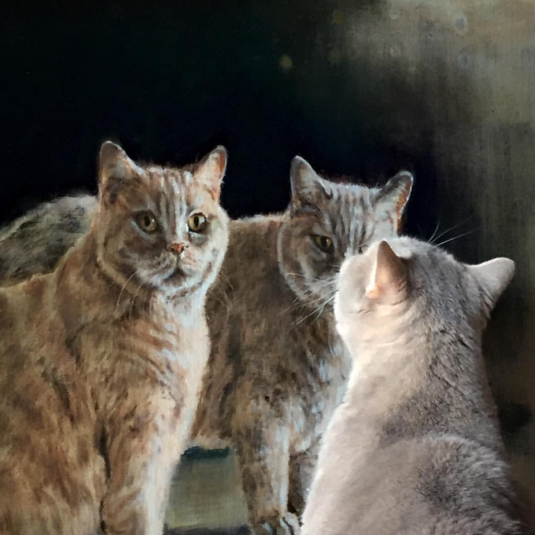 Drie katten kijken elkaar aan in de spiegel.