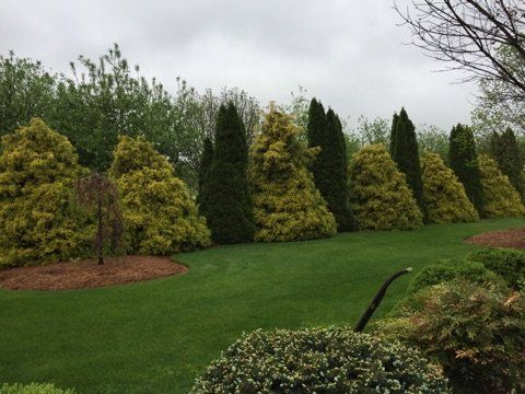Trees and Shrubs – Waynesboro, VA - Russell May Landscaping