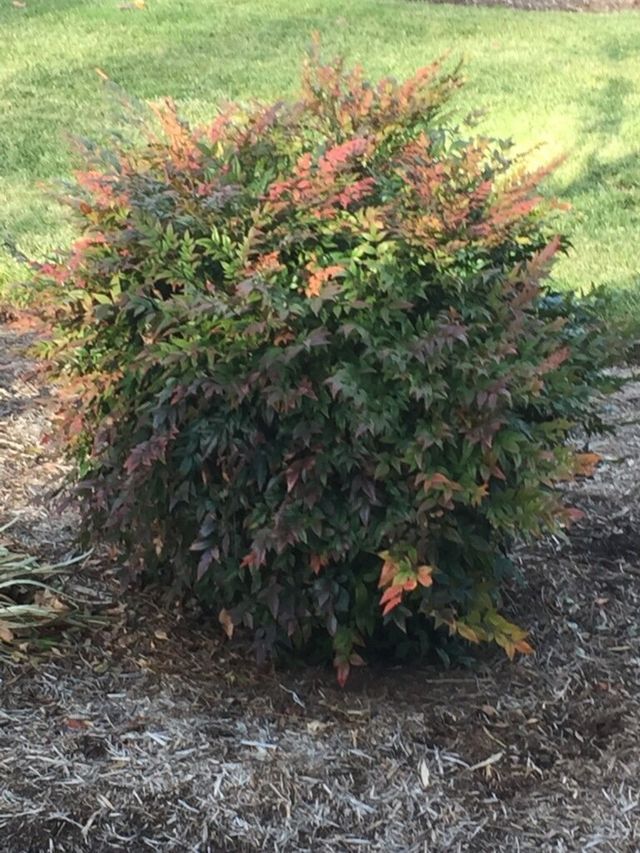 Picture of a Shrub – Waynesboro, VA - Russell May Landscaping
