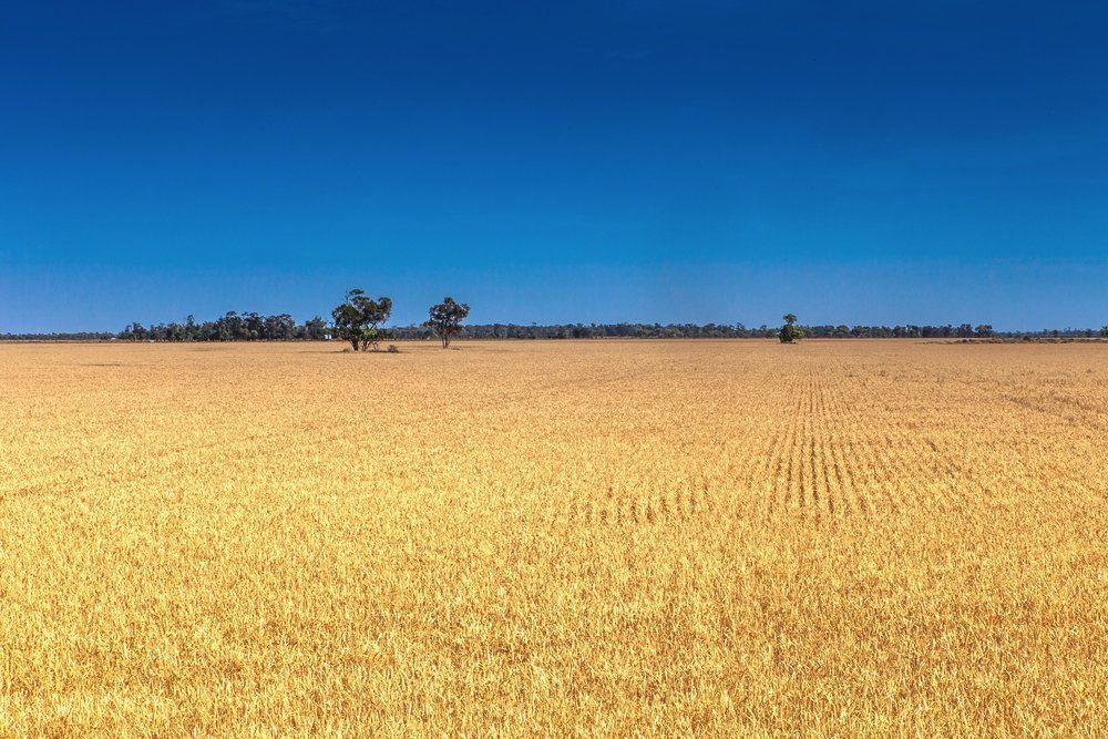 A Large Field of Wheat with A Blue Sky in The Background — Cable & Pipe Locations in Moree, NSW