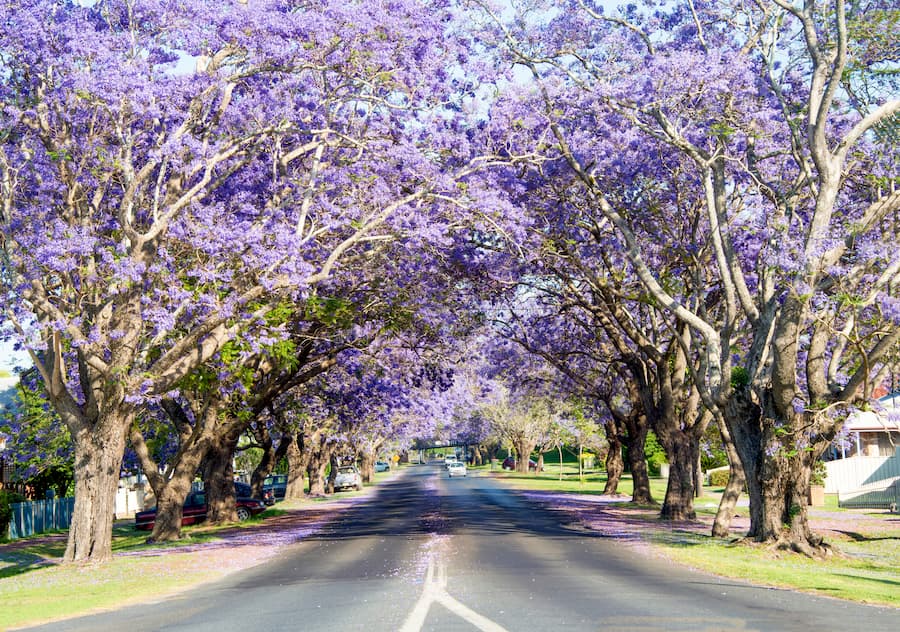 A Road Lined with Purple Flowers and Trees — Cable & Pipe Locations in Grafton, NSW