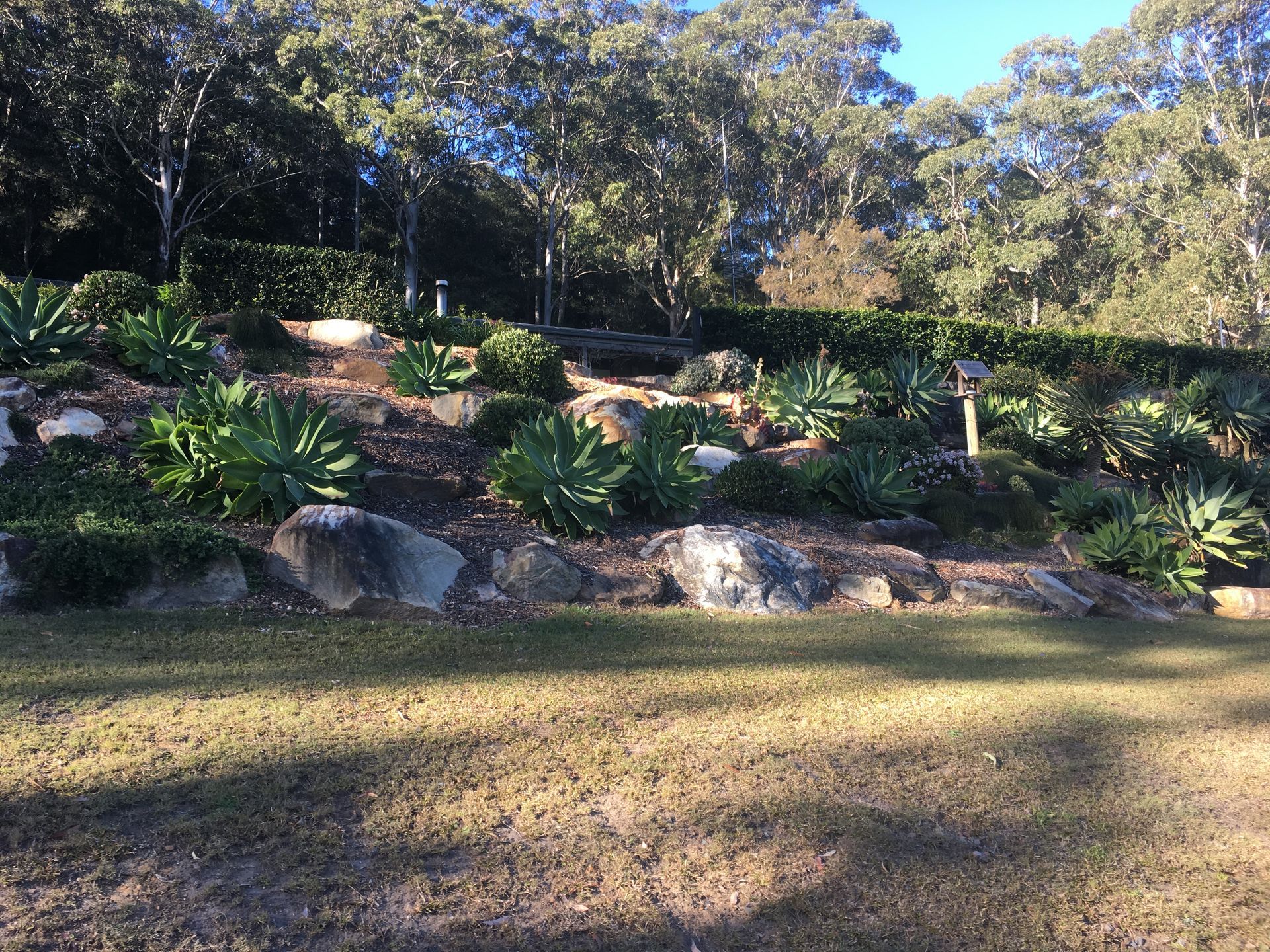 Hillside garden with agave plants, rocks, and trees under a blue sky.