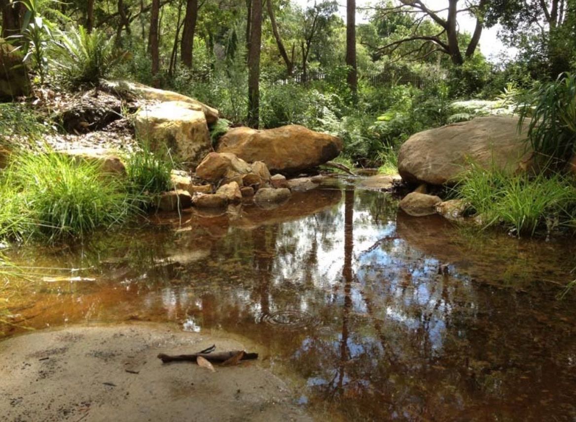 Small, reflective pond surrounded by rocks and trees in a forest.