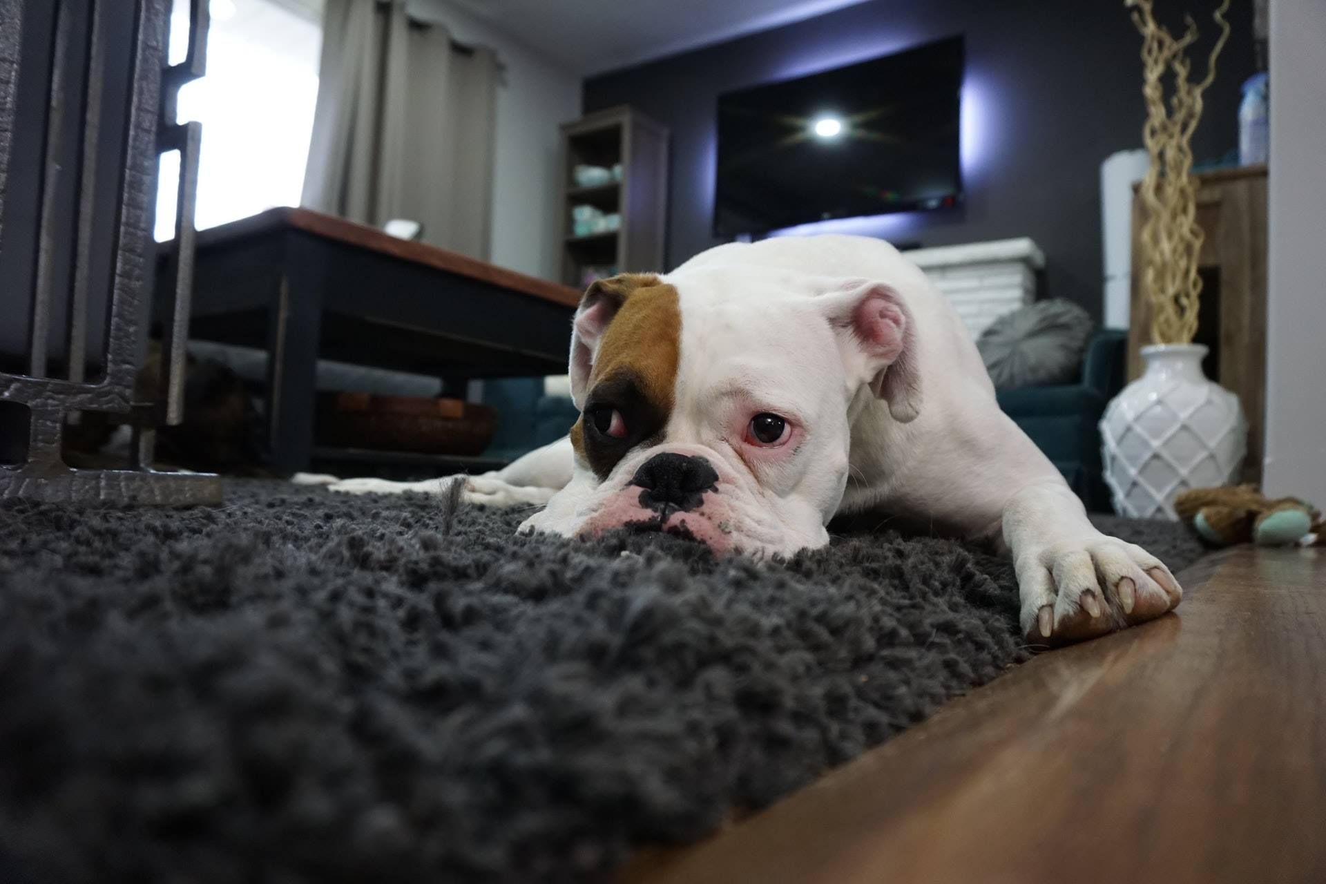 A white bulldog with a brown patch over one eye resting on a dark gray shaggy rug in a living room.
