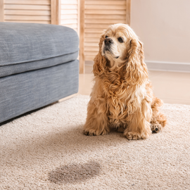 A golden-brown spaniel sits on a light-colored carpet next to a grey couch, looking up near a dark stain on the floor.