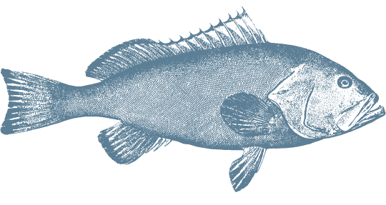 hand drawn grouper graphic