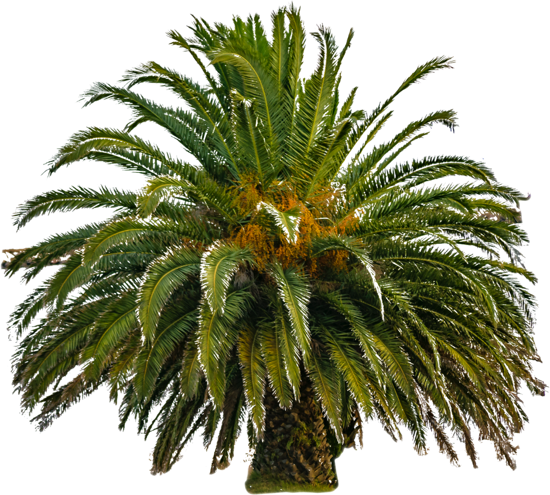 image of a palm tree
