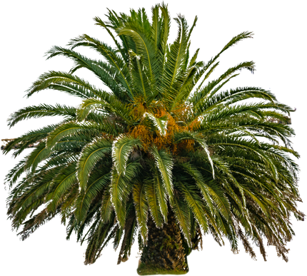 image of a palm tree