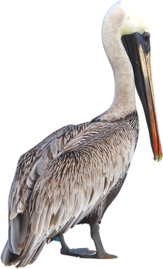 image of a pelican