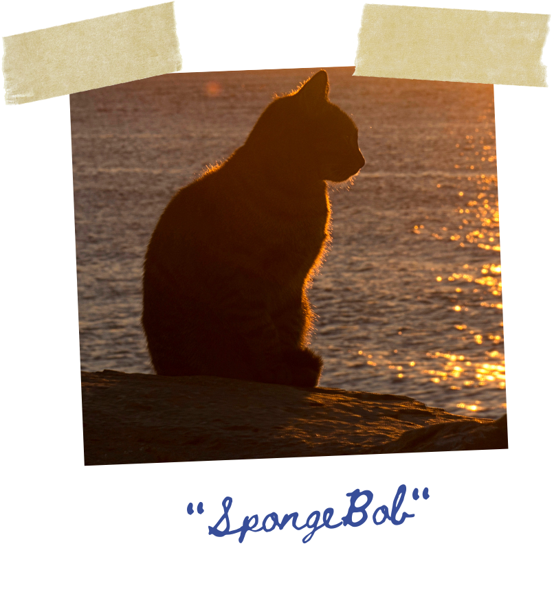 image of a polaroid picture of SpongeBob the marina cat