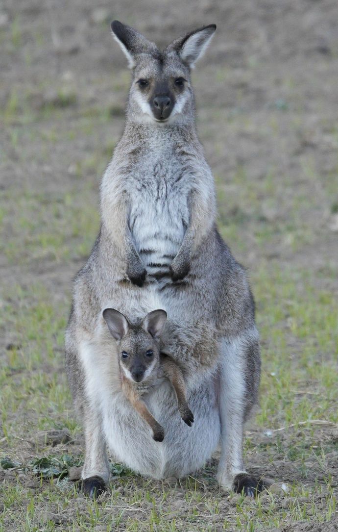 Wallaby & Baby - Macleay River, NSW - West Kunderang Recreational Retreat