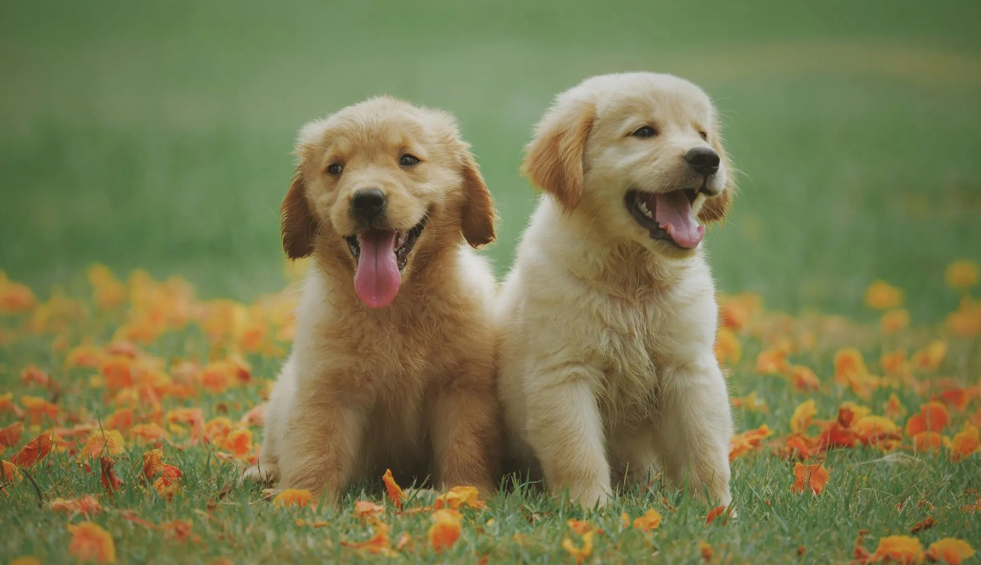 Two golden retriever puppies sit side-by-side, panting with happy expressions in a field of orange flowers.
