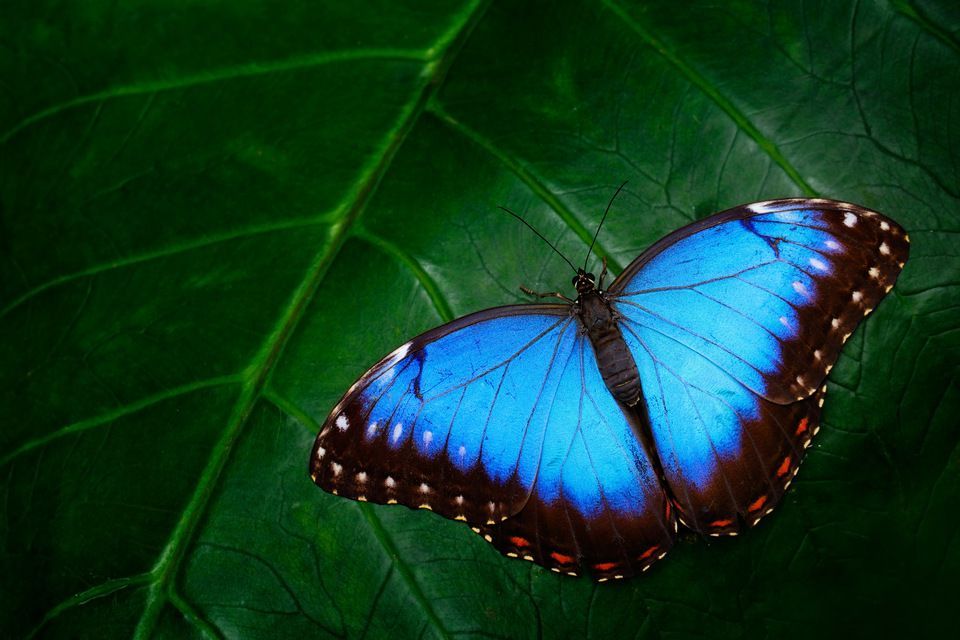 a beautiful butterfly photograph
