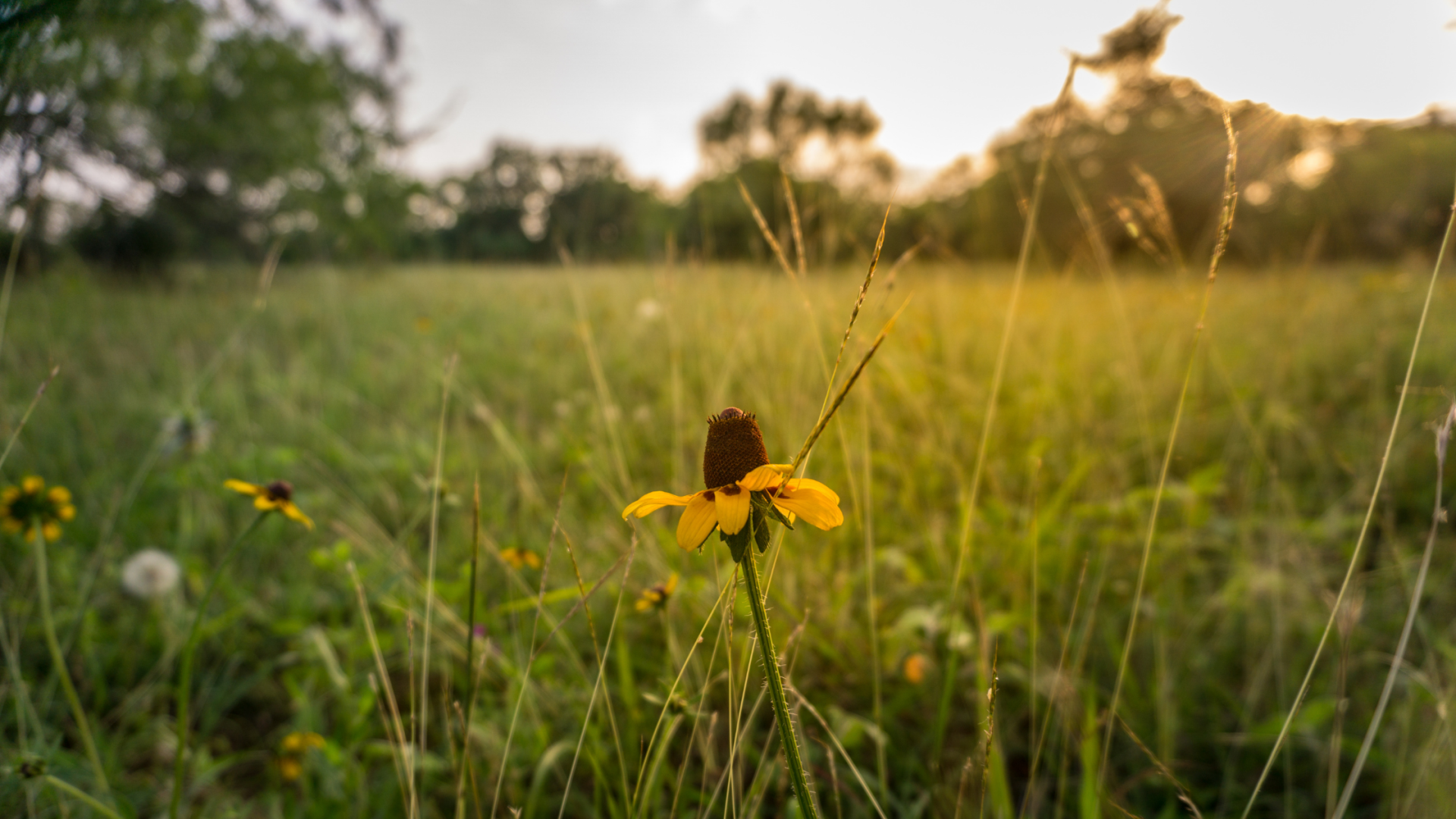 A yellow flower is growing in the middle of a grassy field.