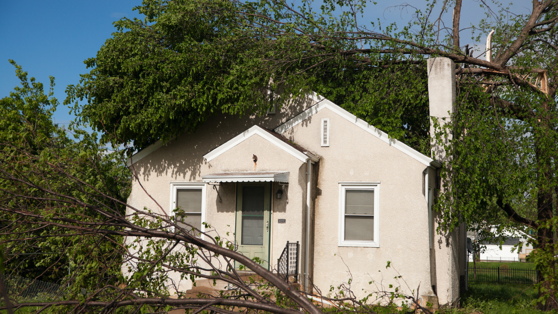 A small house with a tree fallen on it.