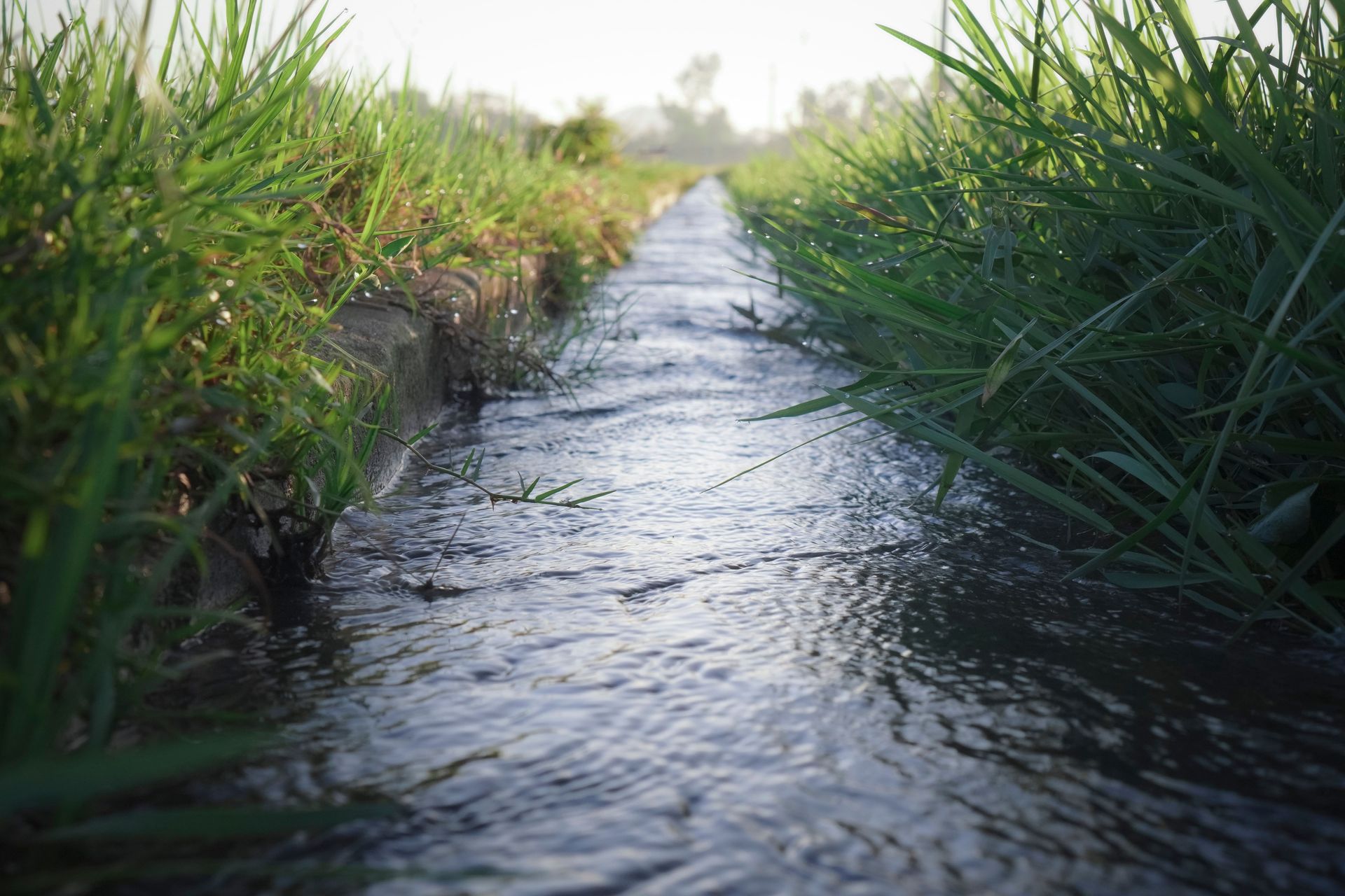 Narrow stream flowing through tall green grass in a sunny field