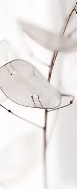 Nahaufnahme von getrockneten Samenkapseln mit zarten, durchscheinenden, runden Formen vor weißem Hintergrund.