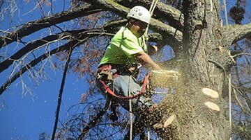 man in tree with saw — Tree Care in Concord, CA