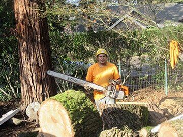 man cutting down tree — Tree Care in Concord, CA