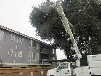 Man Planting New Trees — Commercial Trees in Concord, CA