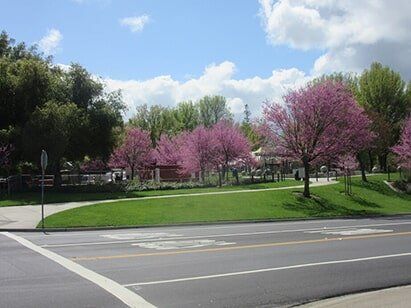 purple trees in a park — Tree Service in Concord, CA