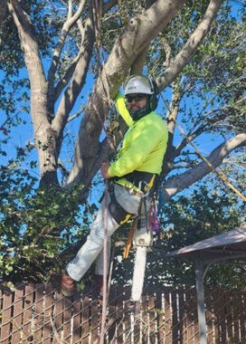 red tree — Tree Care in Concord, CA
