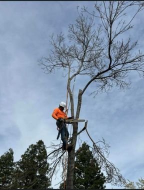 red tree — Tree Care in Concord, CA